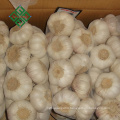 china coldroom garlic new crop